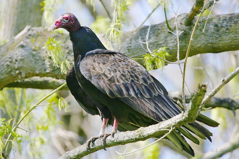 IQ2D3615 - Version 2 - Version 2